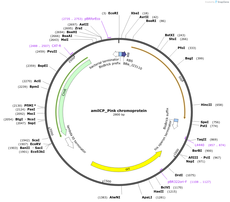 amilCP_Pink chromoprotein载体图谱